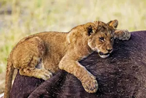 Kill: 80184874 Lion - cub at the carcass of a Cape Buffalo