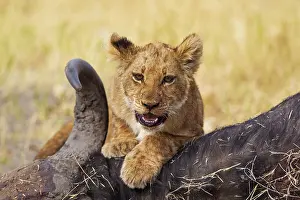 Kill: 80184875 Lion - cub at the carcass of a Cape Buffalo