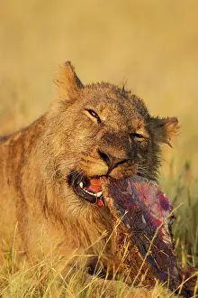 Kill: 80184876 Lion - subadult male feeds on the remains