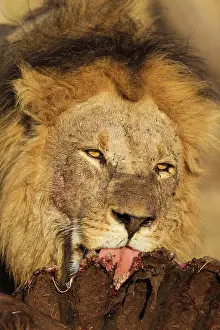 Kill: 80184877 Lion - male feeds on the remains of a Cape