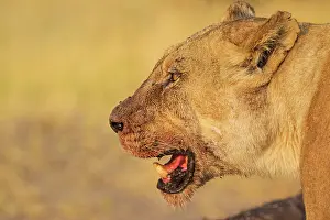 Snout: 80184878 Lion - female with some blood at her muzzle