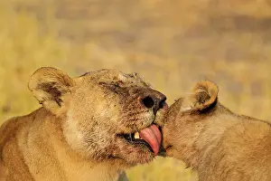 Savuti: 80184879 Lion - female grooms her male cub after