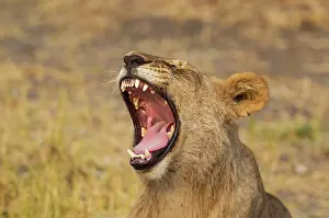 80184880 Lion - subadult male - yawning Savuti