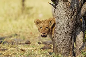 Savuti: 80184881 Lion - cub Savuti, Chobe National Park