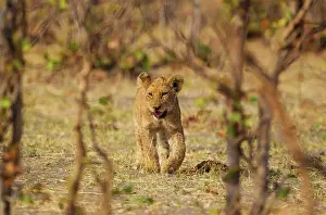 Foreground: 80184882 Lion - cub Savuti, Chobe National Park