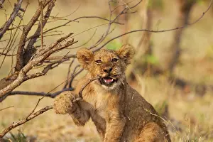 Biting: 80184883 Lion - playful cub biting about a twig