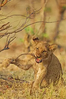 Biting: 80184884 Lion - playful cub biting about a twig