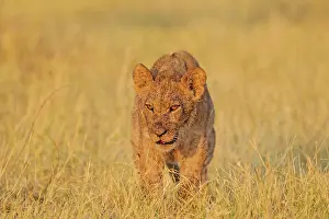 Savuti: 80184885 Lion - cub in the morning sun Savuti, Chobe