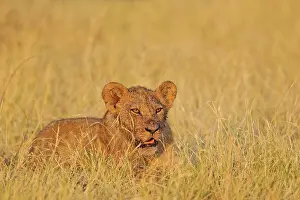 Savuti: 80184886 Lion - cub in the morning sun Savuti, Chobe