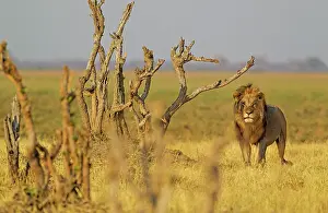 Foreground: 80184887 Lion - male Savuti, Chobe National Park