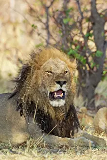 Splendid: 80184888 Lion - resting male Savuti, Chobe National