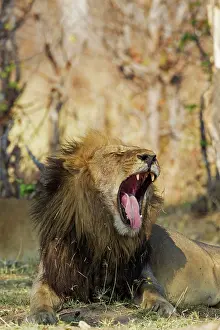 Savuti: 80184889 Lion - yawning male Savuti, Chobe National