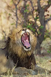 Savuti: 80184890 Lion - yawning male Savuti, Chobe National