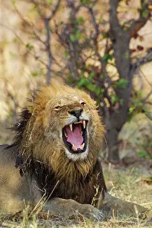 Savuti: 80184891 Lion - yawning male Savuti, Chobe National