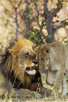 Greeting: 80184892 Lion - greeting between male and subadult
