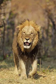 Older: 80184893 Lion - older male walking towards an open