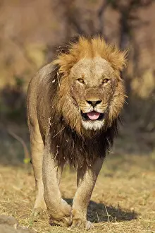 Older: 80184894 Lion - older male walking towards an open