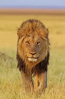 Splendid: 80184895 Lion - male - walking Savuti, Chobe National
