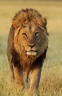 Splendid: 80184896 Lion - male - walking Savuti, Chobe National