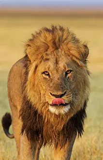 Splendid: 80184897 Lion - male about to yawn Savuti, Chobe