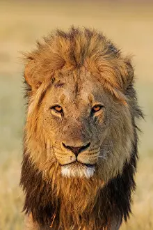 Splendid: 80184898 Lion - male Savuti, Chobe National Park
