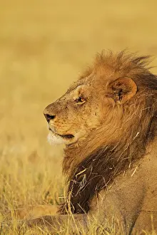 Savuti: 80184899 Lion - resting male Savuti, Chobe National