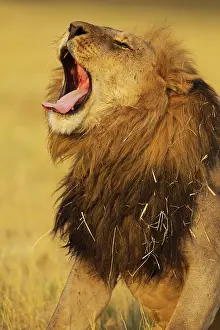 Splendid: 80184900 Lion - yawning male Savuti, Chobe National