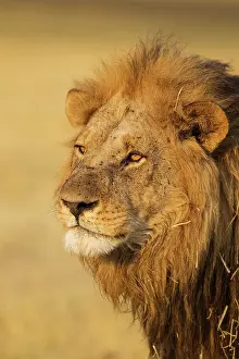 Savuti: 80184901 Lion - male Savuti, Chobe National Park