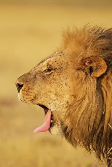 Savuti: 80184902 Lion - yawning male Savuti, Chobe National