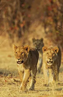 Savuti: 80184903 Lion - three subadult male cubs walking
