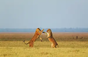 Savuti: 80184904 Lion - two females boisterously playing