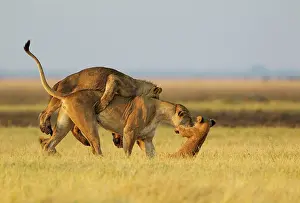 Pride: 80184905 Lion - female with subadult male cub on