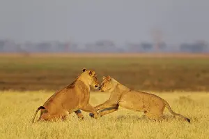 Savuti: 80184906 Lion - playful females at sunrise Savuti