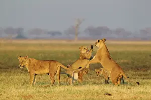 Pride: 80184907 Lion - three females and two cubs - playful