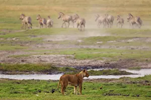 Burchelli: 80184908 Lion - an abortive attempt of a female