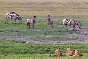 Burchelli: 80184909 Lion - the three hungry females would like