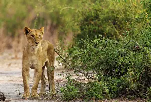 Hungry: 80184910 Lion - young female - very skinny and hungry