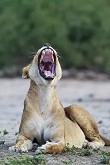 Yawning: 80184911 Lion - yawning female Chobe National Park