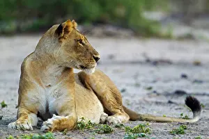 Tired: 80184912 Lion - resting female Chobe National Park