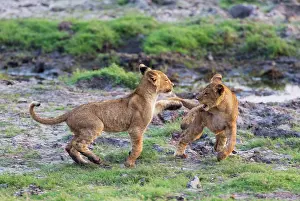 Chobe: 80184913 Lion - two playful cubs in the early morning