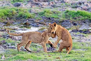 Playful: 80184914 Lion - two playful cubs in the early morning