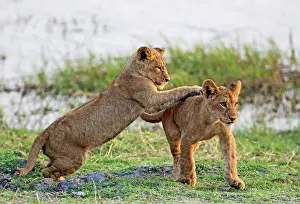 Playful: 80184915 Lion - two playful cubs in the early morning