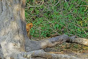 Hidden: 80184916 Lion - female in the shade of a tree observing
