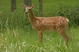 York: 80185264 White-tailed Deer - fawn New York, USA