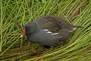 Chloropus: 80185265 Common Moorhen England, UK Gallinula chloropus
