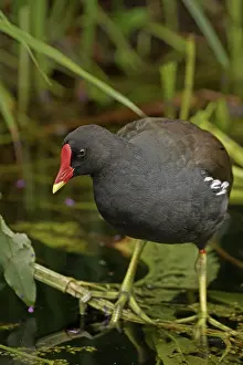 Chloropus: 80185266 Common Moorhen England, UK Gallinula chloropus