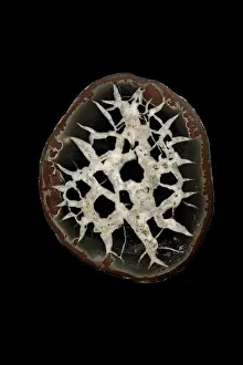 Cancalosi: 80185268 Septarian Nodule Morrocco John Cancalosi