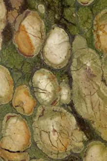 Jasper: 80185270 Fossil stromatolite, Kambaba jasper, close-up