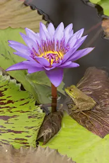 Bullfrog: 80185277 American Bullfrog - on Water Lily - indigenous