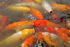 Carp: 80185278 Koi Carp feeding at lake surface Sichuan